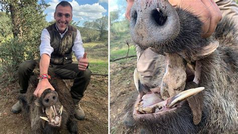 JABALI de 122kg + MACHO de 70kg y ZORRO con PODENCOS。